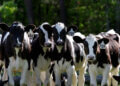 Four Holstein calves with ear tags standing close together on a dairy farm.