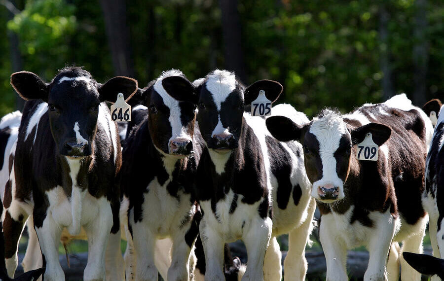 Four Holstein calves with ear tags standing close together on a dairy farm.
